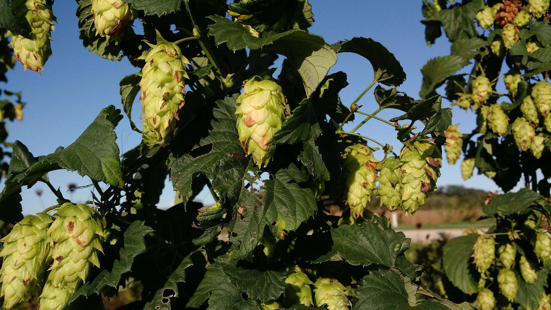 wisconsin craft beer hops vine